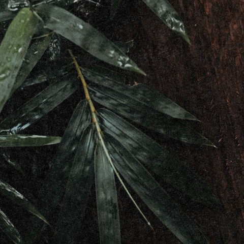 A Field Guide to the Eight Climates